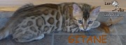 2015-12-15 Chat bengal GITANE (2)