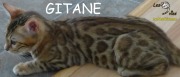 2016-01-06 Chat bengal GITANE (1)