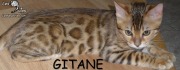 2016-01-06 Chat bengal GITANE (2)