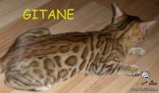 2016-01-06 Chat bengal GITANE (4)