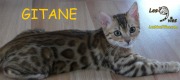 2016-01-06 Chat bengal GITANE (6)