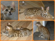 2016-03-07 Chat bengal GITANE (1)