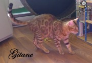 2017-10-09 Chat bengal GITANE