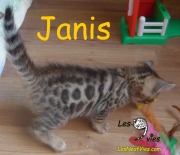 2018-09-01-Janis-chatte-bengale-de-5-semaines-1