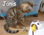 2018-09-20-Janis-chatte-bengale-de-2-mois-1