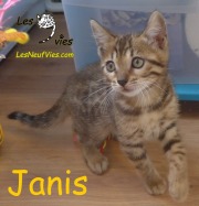 2018-09-20-Janis-chatte-bengale-de-2-mois-3