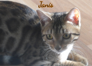 2018-12-08-Janis-chatte-bengale-de-5-mois-3