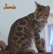 2019-07-16-Janis-chatte-bengale-de-1-an-1