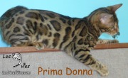 2016-08-31 Chat Bengal Prima Donna (3)