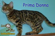 2016-08-31 Chatte Bengale Prima Donna (2)