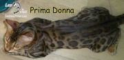 2016-08-31 Chatte Bengale Prima Donna (5)