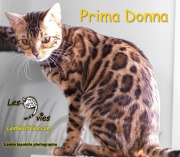 2017-03-18 Chatte bengale Prima Donna (1)