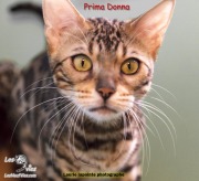2017-03-18 Chatte bengale Prima Donna (2)