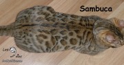 2015-12-15 Chat bengal Sambuca (2)