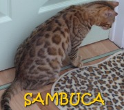 2016-03-11 Chat bengal Sambuca