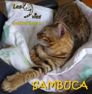 2016-03-11 Sambuca (35)
