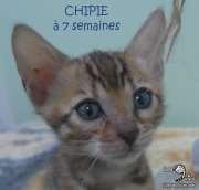 2019-01-18-Chipie-chatte-bengale-de-7-semaines-3