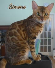2020-02-11-14-mois-Simone-chatte-bengale-6