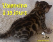 2016-10-26 Valentino a 15 jours (2)