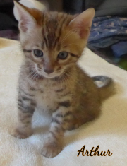 2019-09-06 Arthur, chat bengal de 6 semaines (1)P