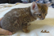 2019-09-06 Arthur, chat bengal de 6 semaines (2)