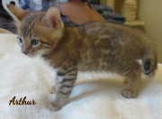 2019-09-06 Arthur, chat bengal de 6 semaines (3)