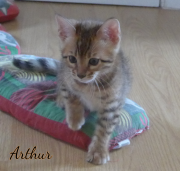 2019-09-22 Arthur, chat bengal de 2 mois (2)