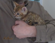 2019-09-22 Arthur, chat bengal de 2 mois (3)