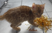 2019-10-09 Arthur, chat bengal de 11 semaines (1)