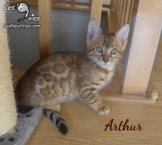 2019-10-09 Arthur, chat bengal de 11 semaines (2)