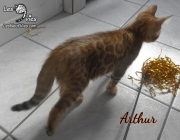2019-10-09 Arthur, chat bengal de 11 semaines (3)