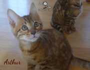 2019-10-09 Arthur, chat bengal de 11 semaines (6)