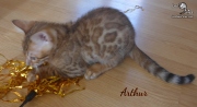 2019-10-09 Arthur, chat bengal de 11 semaines (8)