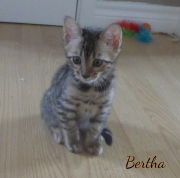 2019-09-22 Bertha, chatte bengale de 2 mois (2)