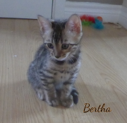 2019-09-22 Bertha, chatte bengale de 2 mois (3)