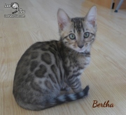 2019-10-04 Bertha, chatte bengale de 11 semaines (1)