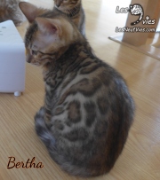 2019-10-04 Bertha, chatte bengale de 11 semaines (4)