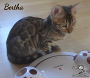 2019-11-02 Bertha, chatte bengale de 14 semaines (10)