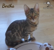 2019-11-02 Bertha, chatte bengale de 14 semaines (11)