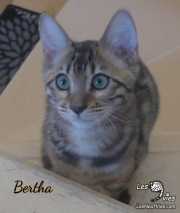 2019-11-02 Bertha, chatte bengale de 14 semaines (3)
