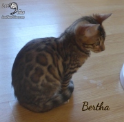 2019-11-02 Bertha, chatte bengale de 14 semaines (6)