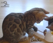 2019-11-02 Bertha, chatte bengale de 14 semaines (9)