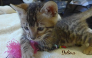 2019-09-06 Delima, chat bengal de 6 semaines (3)