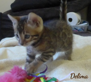 2019-09-06 Delima, chat bengal de 6 semaines (4)