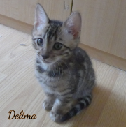 2019-09-22 no 2 Delima, chatte bengale de 2 mois (1)