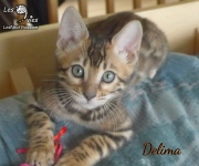 2019-10-04 Delima, chatte bengale de 11 semaines (1)