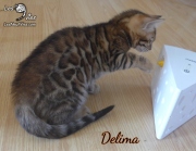 2019-10-04 Delima, chatte bengale de 11 semaines (2)