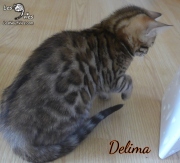 2019-10-04 Delima, chatte bengale de 11 semaines (4)