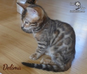 2019-10-04 Delima, chatte bengale de 11 semaines (5)