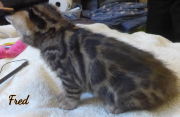 2019-09-06 Fred, chat bengal de 6 semaines (2)